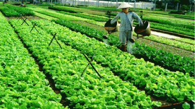 Sản xuất xanh nâng cao năng lực cạnh tranh cho doanh nghiệp