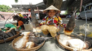  Dân bảy núi thu trăm triệu mỗi năm nhờ trồng măng dưới tán rừng
