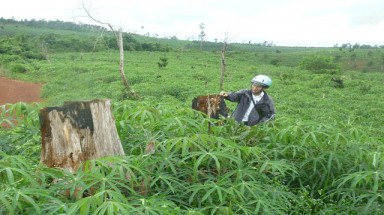  Đắc Nông: 4.500ha rừng “đột nhiên” biến mất