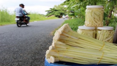  Nông dân miền Tây thu 20 triệu đồng/ha từ cây bồn bồn