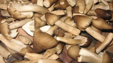  Nấm mối miền Tây khan hàng, 1 triệu đồng/kg vẫn đắt khách
