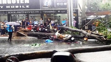  TP HCM: Cây ngã đè chết người mẹ, 2 con bị thương
