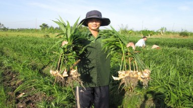  Nông dân miền Tây trúng giá lãi nửa tỷ/vụ gừng