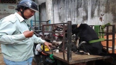  Kiếm hàng trăm triệu mỗi tháng nhờ dịch vụ dạy chó… học ngoại ngữ