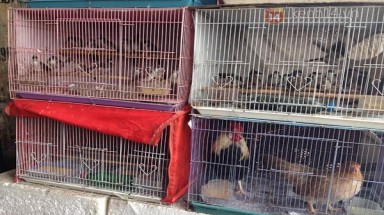 Kiếm tiền triệu mỗi ngày nhờ bán chim phóng sinh mùa Vu Lan 
