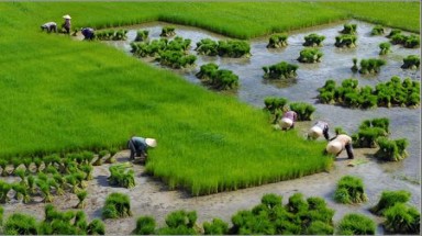 Canh tác nông nghiệp hữu cơ là gì?