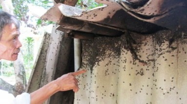  Bọ đậu đen hoành hành gây xáo trộn sinh hoạt của người dân ở Bình Phước