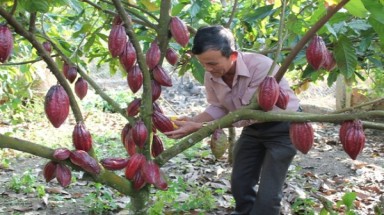  Đắk Lắk gặp khó trong việc phát triển cây ca cao