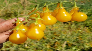  Ngẩn ngơ với cà chua bi có hình trái lê