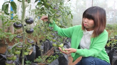  Cà chua đen đắt gấp 10 lần cà chua đỏ khi bán ở Sài Gòn