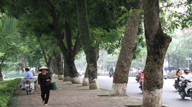 Công dụng của cây xanh?