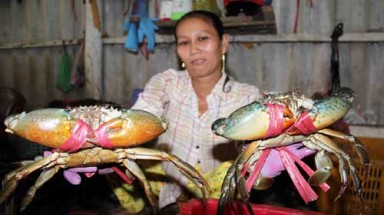  Cua biển ở Cà Mau đang rớt giá thê thảm