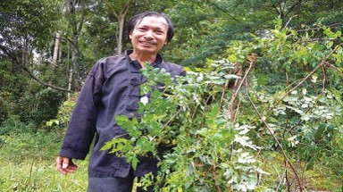  Người dân Sóc Trăng đua nhau trồng dây thuốc cá