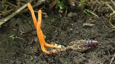  GS Nguyễn Lân Dũng: Đừng nhầm đông trùng hạ thảo với nhộng trùng thảo!