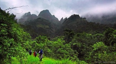  Khu rừng kỳ lạ phát sáng trong đêm