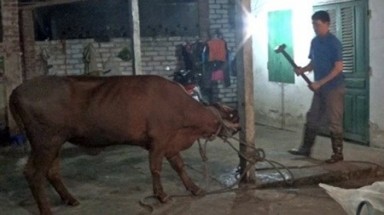  Các đoạn phim từ lò mổ động vật quá kinh khủng để được công khai 