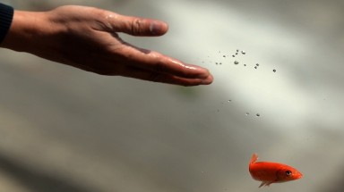  Phóng sinh thế nào cho đúng?