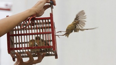  Phóng sinh hình thức và thô thiển, tội nhiều hơn phúc!