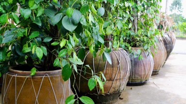  Tận dụng lu, chậu sành hỏng để... trồng tiêu