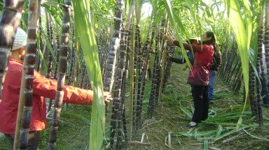  Gần 100% diện tích mía ở Hậu Giang được bao tiêu đầu ra