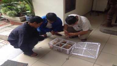 Giải cứu 6 cá thể culi và một cá thể vượn đen má vàng