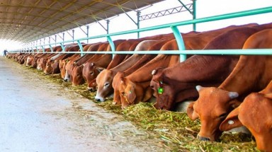   Công ty nông nghiệp của Bầu Đức cũng báo lỗ hơn 500 tỷ đồng