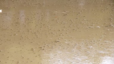  Cá chết nổi trắng sông An Cựu có thể do ô nhiễm hữu cơ cục bộ