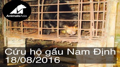  Cứu hộ một cá thể gấu chó tại Nam Định vào ngày 18/8