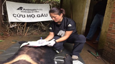 Cứu hộ thành công một cá thể gấu ngựa tại Bảo Lộc