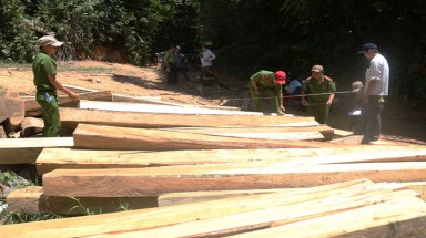  Quảng Trị thừa nhận có việc phá rừng ở Tây Vĩnh Linh