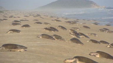 Hàng nghìn rùa Golfinas “đổ bộ” vào bờ biển của Mexico