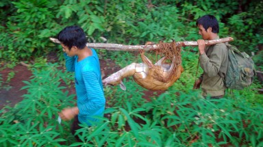  Gia Lai:Bẫy giăng kín không tha cả thú rừng con 