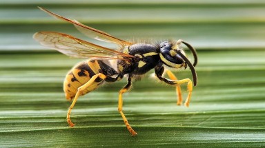  Sát thủ bé nhỏ "giết người" hàng loạt