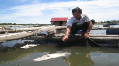 Đã xác định được nguyên nhân cá chết hàng loạt ở Thanh Hóa