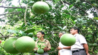  Nông dân vùng lũ làm giàu từ bưởi da xanh 
