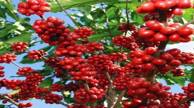 Biến đổi khí hậu ảnh hưởng đến chất lượng cà phê