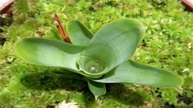 Kỳ bí những loài cây ăn thịt có trên thế giới