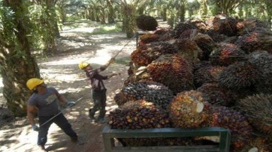  Indonesia thúc đẩy đưa dầu cọ vào danh sách sản phẩm xanh tại APEC 2013 