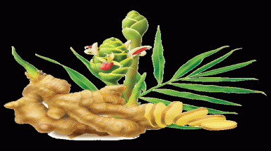  Gừng giúp ngừa ung thư kết tràng