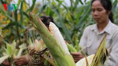  Đăk Lăk: Lại mất mùa do ngô không hạt