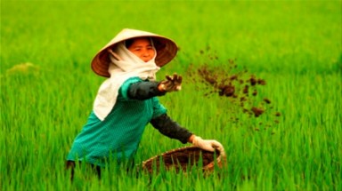 Họp khẩn vì phân bón rởm 