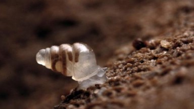 Phát hiện loài sên trong suốt nằm sâu trong lòng đất