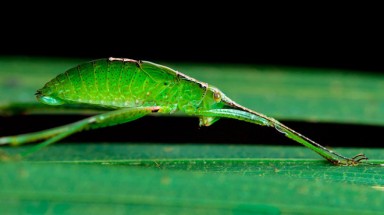  Nghệ thuật ẩn mình của động vật