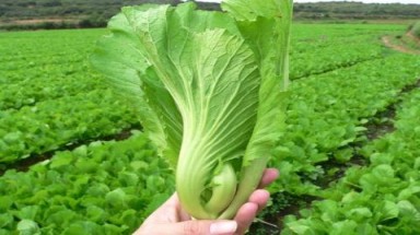 Trị ho lúc chuyển mùa bằng cải xanh