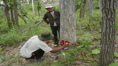  Đắk Lắk giao trên 71.000 ha rừng tự nhiên cho cộng đồng quản lý