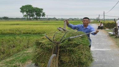  Thanh Hoá: Khẩn trương thu hoạch lúa trà sớm và các cây trồng ứng phó bão số 3