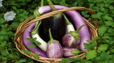  Cà tím có thể gây ngộ độc cơ thể