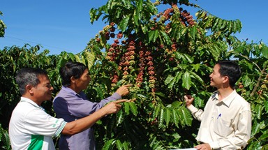  Đắk Lắk phòng trừ thành công sâu hại phổ biến trên cây cà phê