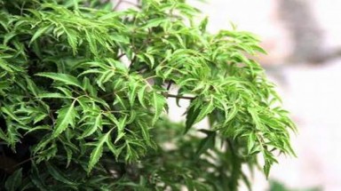  Đề xuất trồng cây đinh lăng ở Trường Sa