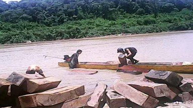 Gỗ lậu ồ ạt qua biên giới